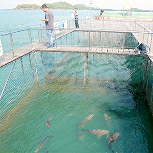 クンクラベーン湾王立開発研究センター