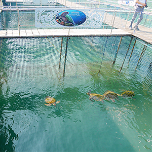 クンクラベーン湾王立開発研究センター