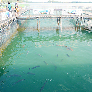 クンクラベーン湾王立開発研究センター